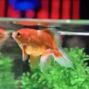 hippoの画像