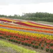 しろの画像
