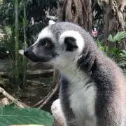 しょむ