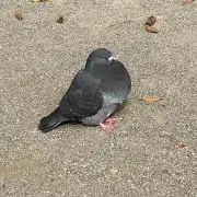 もん助