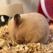 はむはむの画像