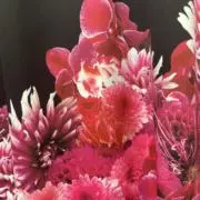 Sの画像