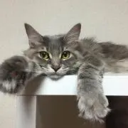 タロンの画像