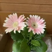A裕