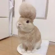 うさぎ