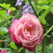 ♡Flower♡の画像