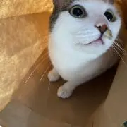 ももの画像