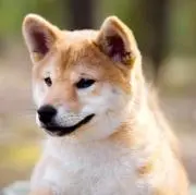 immの画像