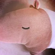 やままの画像