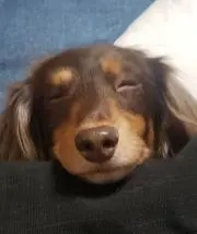むー子の画像