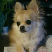 Kikiの画像