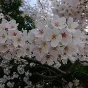 momoの画像