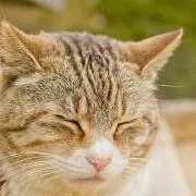 やまくらの画像
