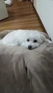 ふくすけの画像