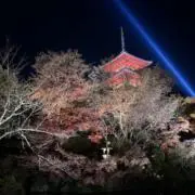 まめの画像