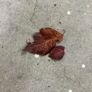 にっくの画像