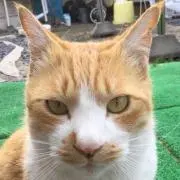 トウコの画像