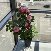 あいう