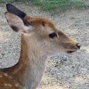 シカ★