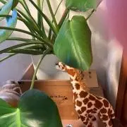 ずう