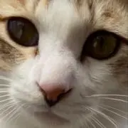 ブラックキャットの画像
