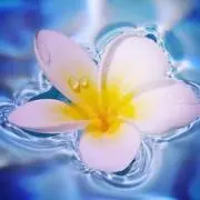 Plumeriaの画像
