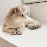 ねこラク /ᐠ. .ᐟ\ Ⳋ~の画像