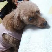 レオサク