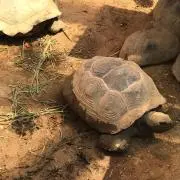 ピコ太郎の画像