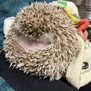 とのひこにゃんの画像
