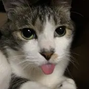 JerryCatの画像