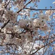八重桜の画像
