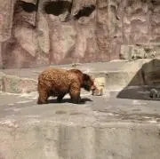れっしー