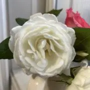 Mfavorite
