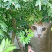 さとの画像