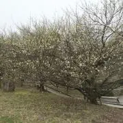 RUUKAの画像