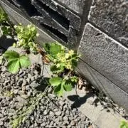 あおばの画像