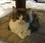 ＊nicoちゃん＊