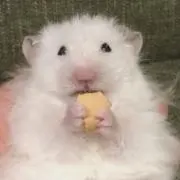 Hiro-meの画像