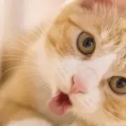 NYANYAの画像