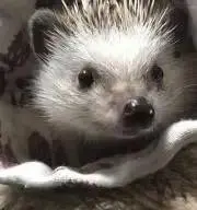しーた。の画像