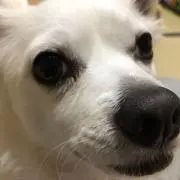 shiroの画像