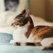 みけ猫