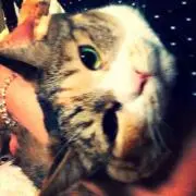やすだ