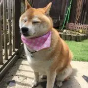 もすの画像