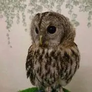 まりんばの画像