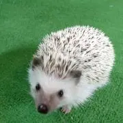 よつやの画像
