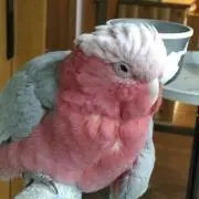 あさひ