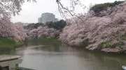 TOGの画像