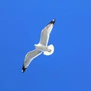 はべりけむ。の画像